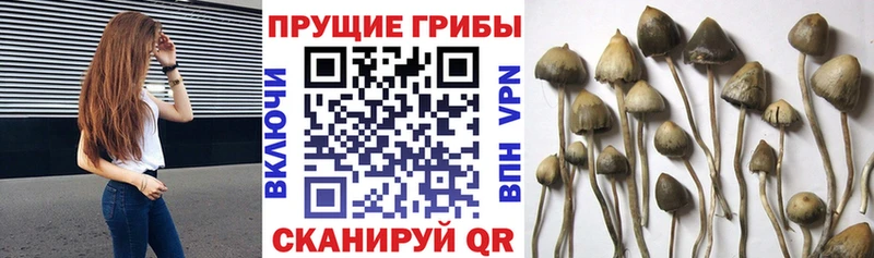 Купить где Астрахань Псилоцибиновые грибы мухоморы